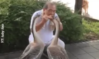 Friendly Geese Enjoying the Harmonica in Taiwan