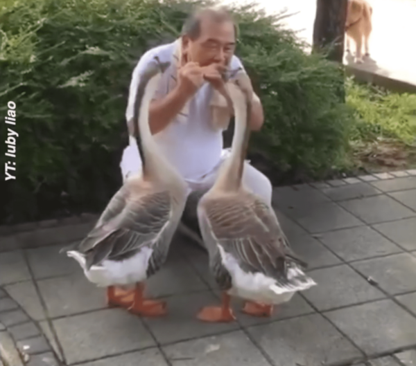 Friendly Geese Enjoying the Harmonica in Taiwan