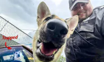 Resilient German Shepherd Trapped in a Hot Car Honks Horn to Alert People Is Rescued and Adopted