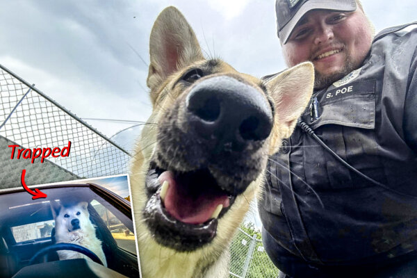 Resilient German Shepherd Trapped in a Hot Car Honks Horn to Alert People Is Rescued and Adopted