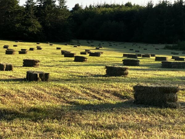 I Moved From the City to a 27-acre Farm on a Remote Island—and Learned to Be Careful What You Wish For