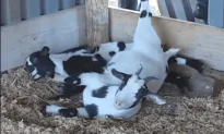 Goats Stumble Over Fence and Faint