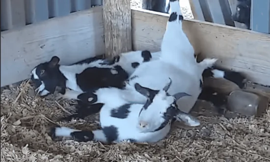 Goats Stumble Over Fence and Faint