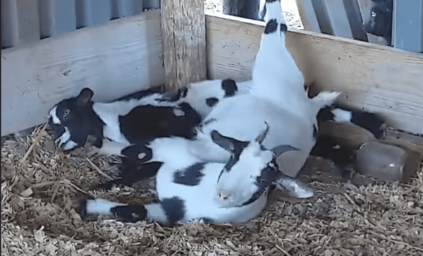 Goats Stumble Over Fence and Faint