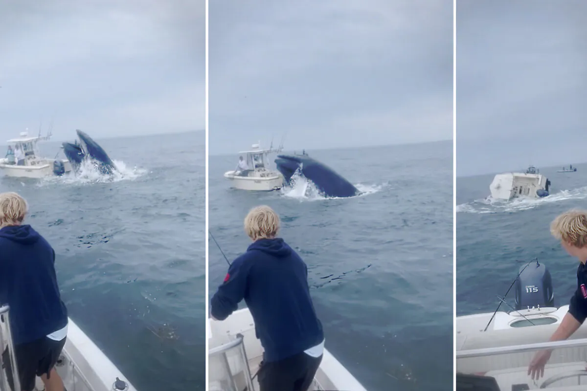 Brothers fishing in Portsmouth Harbor witness a whale breaching onto a boat nearby. (Screenshot/Newsflare)