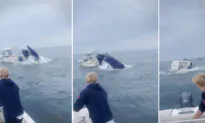 Fishermen Spot Whale Leap Onto Boat, Capsizing It, Tossing Boaters Into Sea—Then Rush to Help
