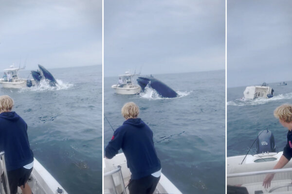 Fishermen Spot Whale Leap Onto Boat, Capsizing It, Tossing Boaters Into Sea—Then Rush to Help