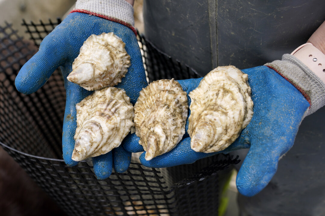 Norovirus Outbreak Linked to Raw Oysters in British Columbia