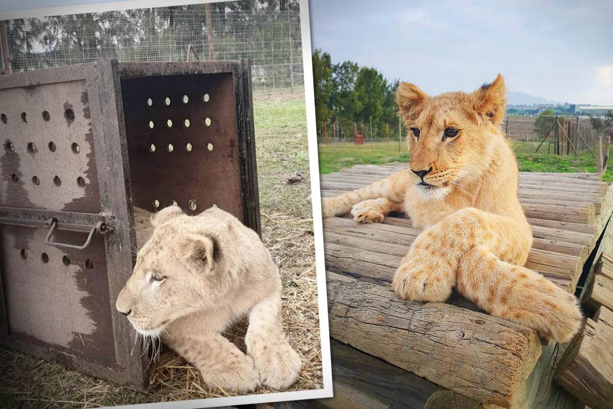 Lion cub siblings rescued from captivity are now safe at a legitimate lion sanctuary in South Africa. (Courtesy of Drakenstein Lion Park)