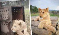 Months-Old Lion Cub Rescued From ‘Abusive’ Social Media Influencer, Brought to Sanctuary in Africa
