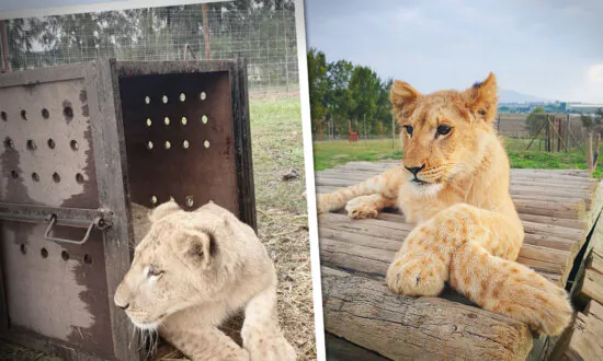 Months-Old Lion Cub Rescued From ‘Abusive’ Social Media Influencer, Brought to Sanctuary in Africa