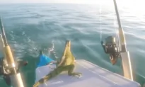 Guy Saves Iguana From Middle of Ocean