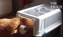 Dog Stuffs Teddy Bear Into Kennel
