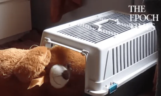 Dog Stuffs Teddy Bear Into Kennel