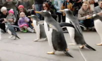 Parade of Penguins Strut Their Stuff in Pittsburgh