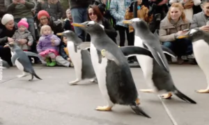 Parade of Penguins Strut Their Stuff in Pittsburgh