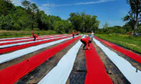 Organic Farm Offers a Lifeline to America’s Struggling Veterans