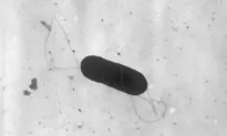 More Listeria Infections Reported Amid Outbreak Linked to Plant-Based Milk Recall