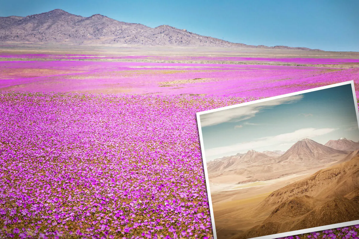 The Atacama Desert in Chile is said to undergo an extraordinary bloom of flowers every few years or decade. (Illustration by The Epoch Times, Shutterstock)