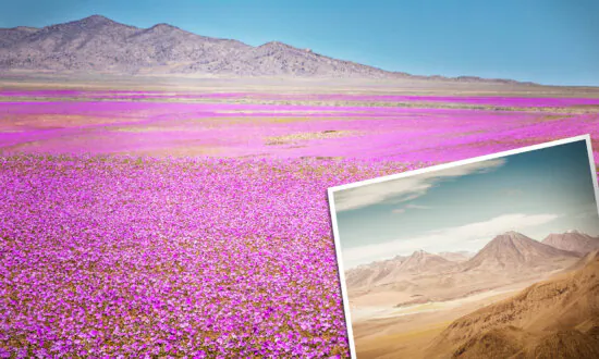 World’s Driest Desert Turns Into Stunning Sea of Blooms Every 10 Years—Here’s the Magic Behind It