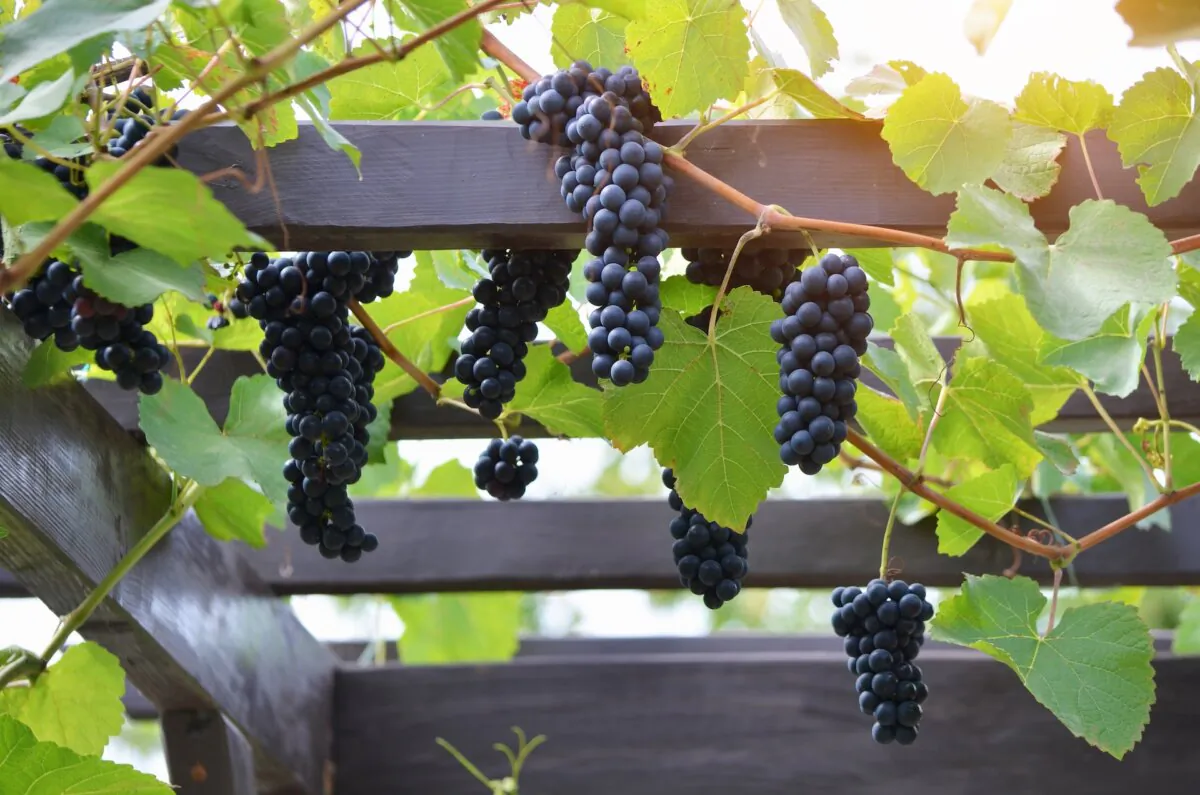 Growing juicy grapes could be inviting little animals into the garden for a feast. (Julitt/Shutterstock)