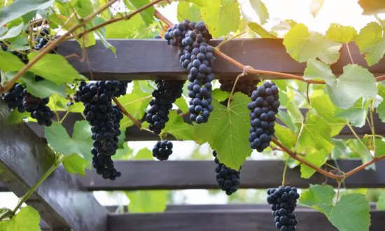 Protecting Grapes