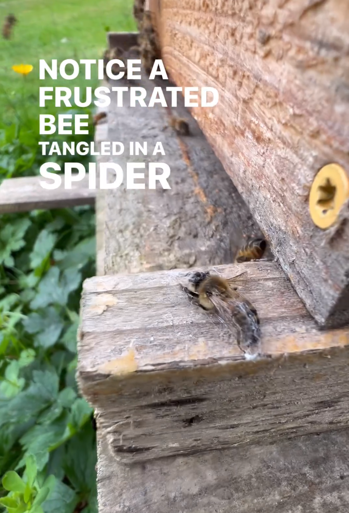 Ms. King noticed a female bee trapped in a web.