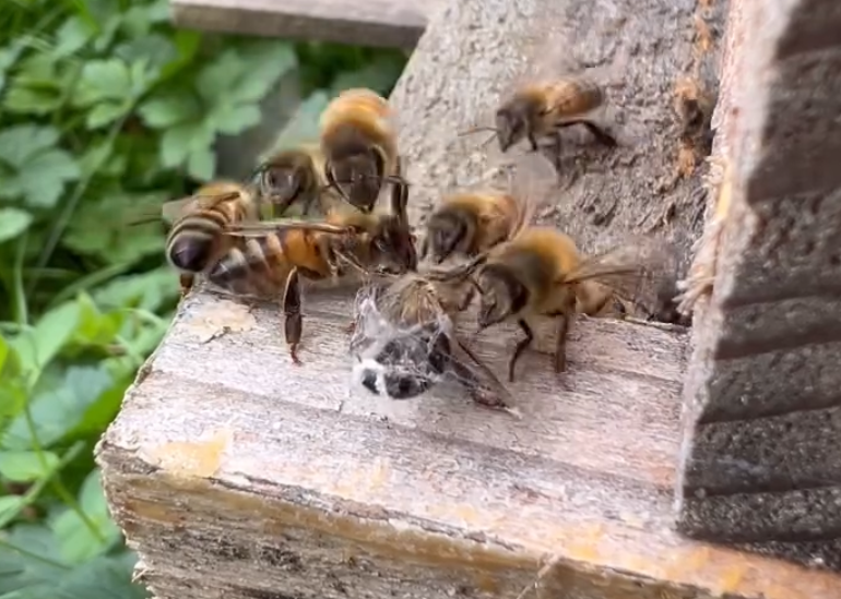 A group of bees get together to help their own.