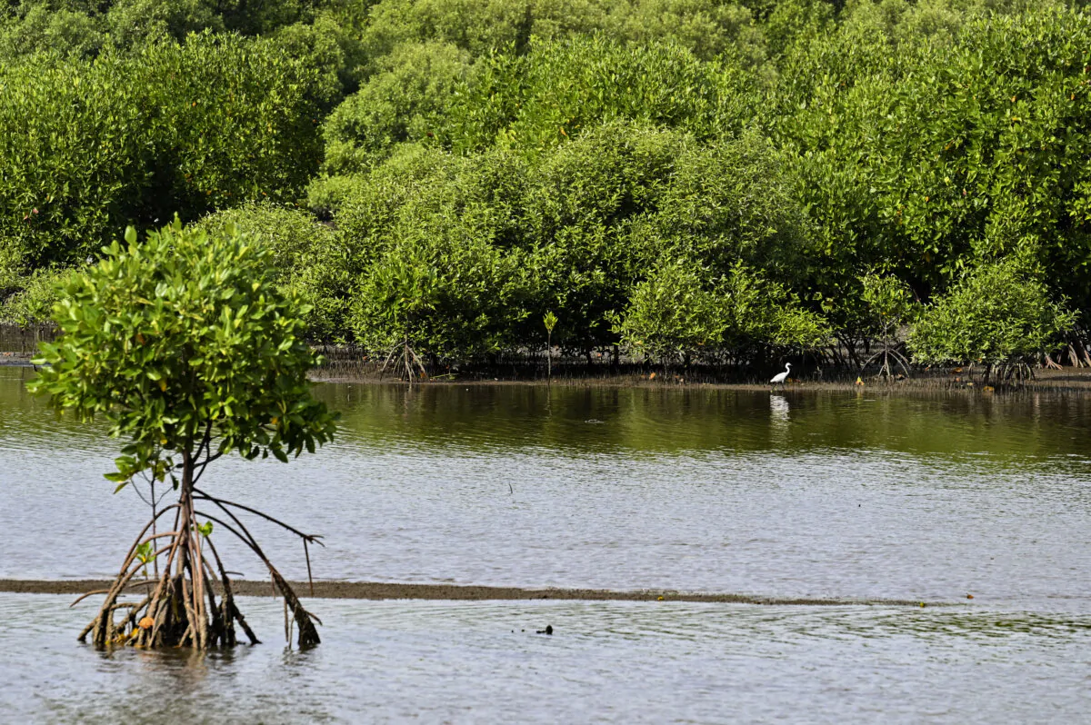 An egret stand next to mangroves during the World Mangrove Day in Banda Aceh on July 26, 2024. (Chaideer Mahyuddin/AFP via Getty Images)