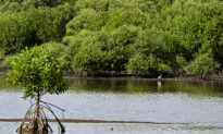 Plans Afoot for Australia’s First ‘Blue Carbon’ Farm