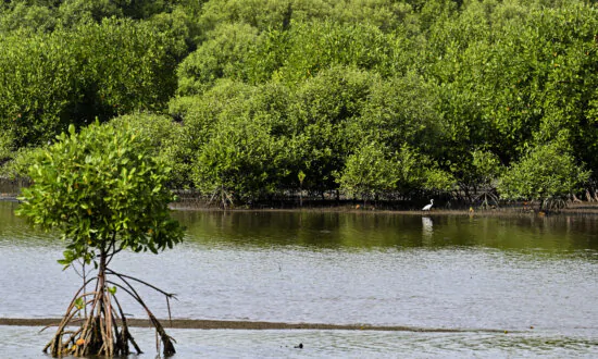 Plans Afoot for Australia’s First ‘Blue Carbon’ Farm