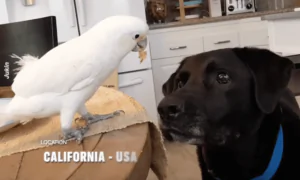 Cockatoo Feeds Labrador