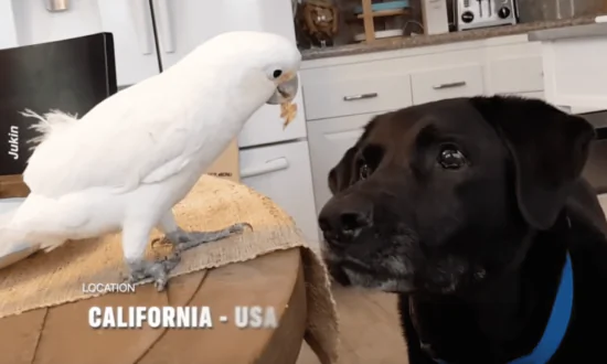 Cockatoo Feeds Labrador