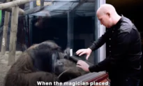 Man Performs Magic Trick for Orangutan