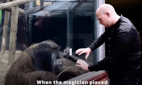 Man Performs Magic Trick for Orangutan