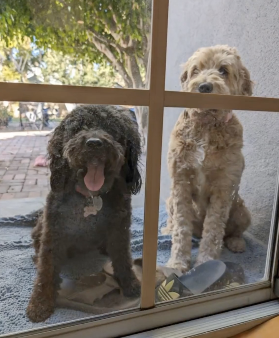 Pita and Fia are inseparable.
