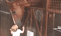 Little Girl Greets Horse Friends Every Morning