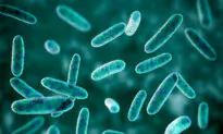 Bacterium May Help Heal Diabetes-Related Wounds