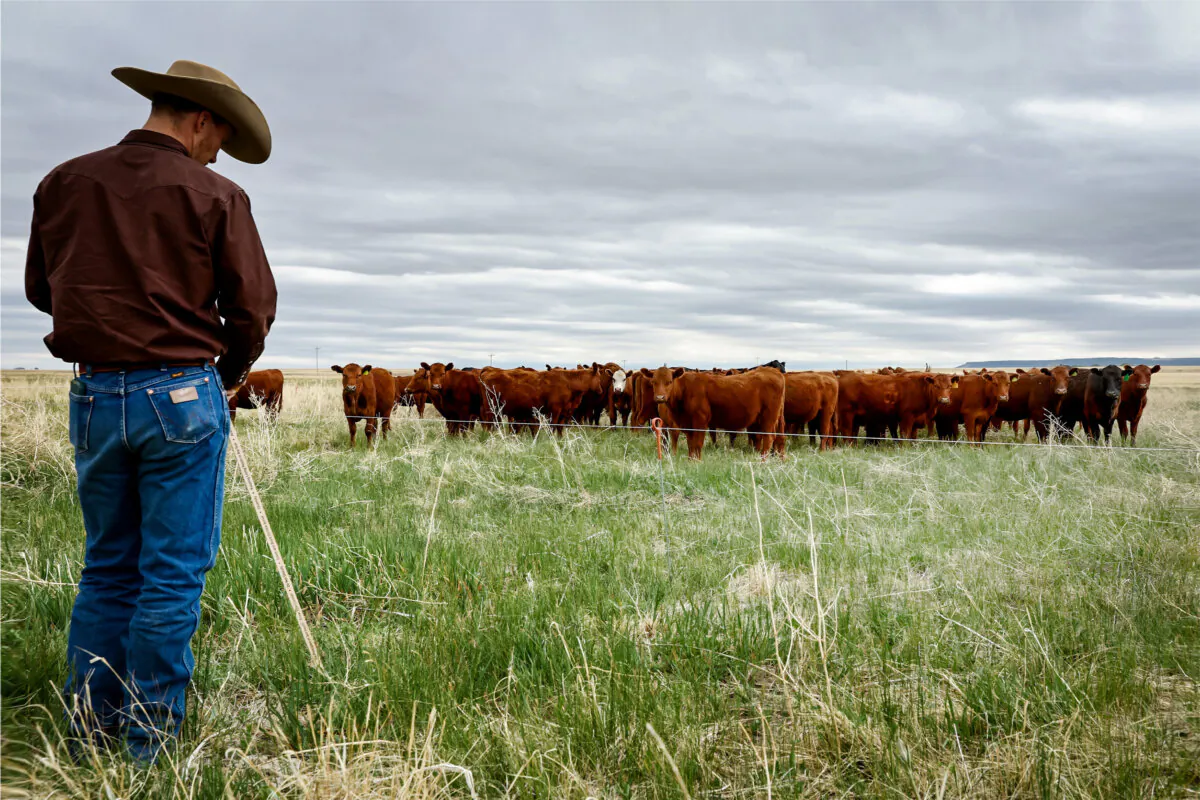 A man observes cattle grazing during an education session on regenerative agriculture techniques in Cimarron, N.M., on June 1, 2022. (Mario Tama/Getty Images)