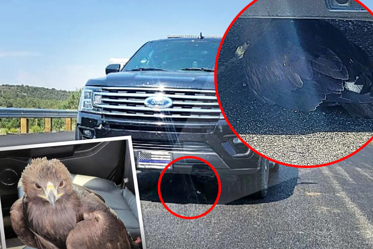 A baby eaglet was found by a Mohave County Sheriff's sergeant on July 11. (Courtesy of Mohave County Sheriff's Office)