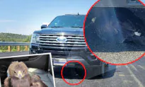 VIDEO: Baby Eagle Near Death Lands Under Arizona Sheriff’s Car—So Officer Takes It Under His Wing
