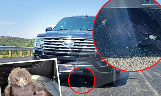 VIDEO: Baby Eagle Near Death Lands Under Arizona Sheriff’s Car—So Officer Takes It Under His Wing