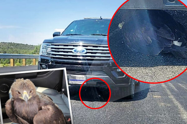 VIDEO: Baby Eagle Near Death Lands Under Arizona Sheriff's Car—So Officer Takes It Under His Wing