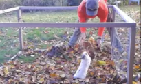 Bunny Plays With Leaves