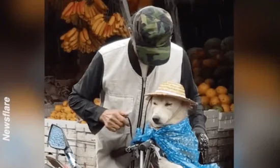 Elderly Man Protects His Devoted Dog From the Rain With Plastic Bag