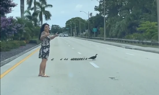 Florida Ducklings Helped Across Street