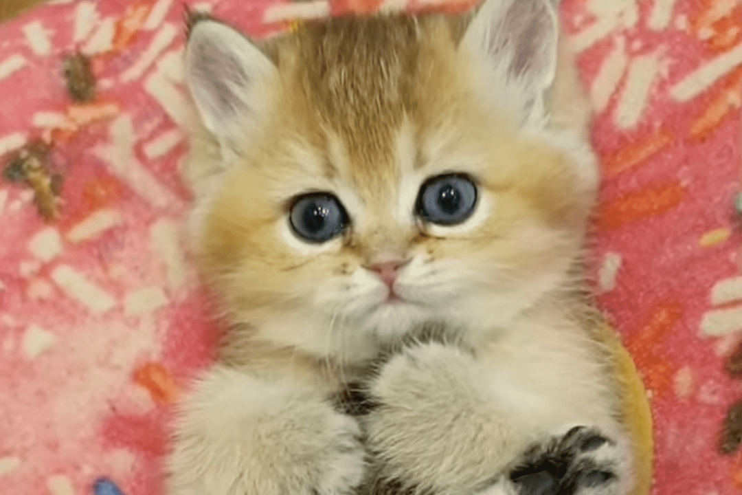 Adorable Kitty in a Doughnut