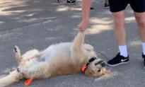 Stubborn Dog Refuses to Go Home