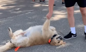 Stubborn Dog Refuses to Go Home
