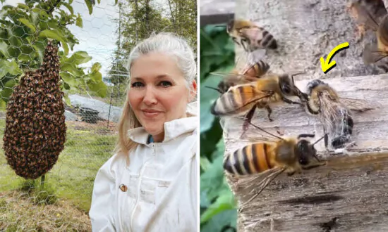 VIDEO: Woman Notices Bee Tangled in a Spider Web and Brings It to the Closest Hive—What Happens Next Goes Viral